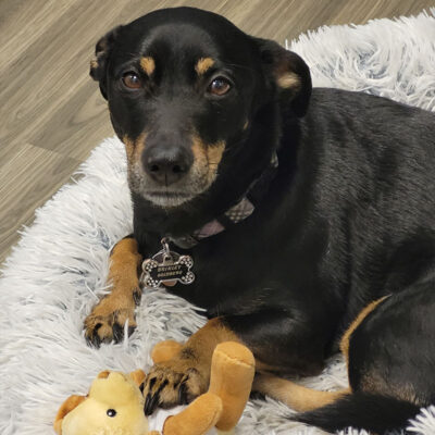 Little black and brown dog looking at the camera sitting in his dog bed with a little bear stuffie