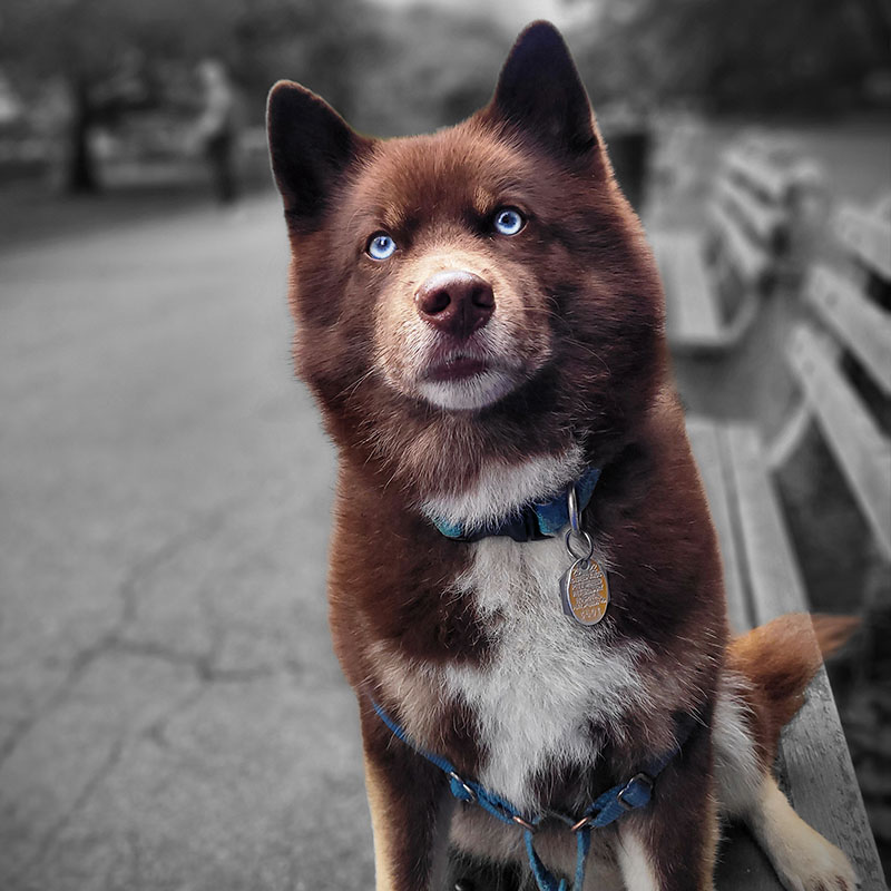 Rusty brown colored dog with blue eyes sitting on a park bench